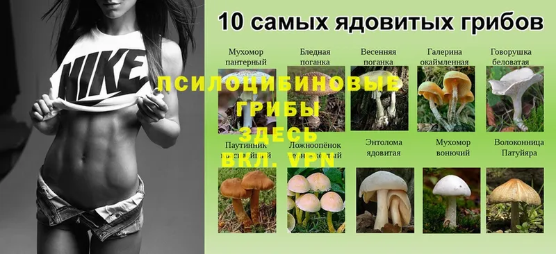 купить наркотики цена  Миллерово  Галлюциногенные грибы Psilocybine cubensis 